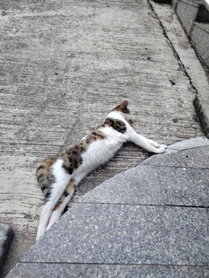 猫咪慵懒趴卧在石阶上