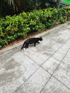 黑猫于绿植旁的路面行走