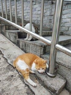 台阶下休憩的橘白猫咪