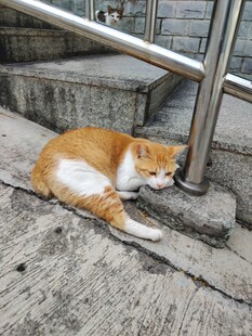 台阶上休憩的橘白猫咪