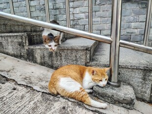台阶上休憩的两只猫咪