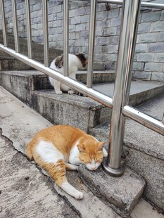 栏杆下休憩的两只猫咪