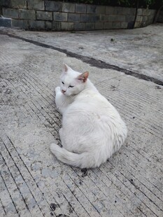 路边的白色猫咪
