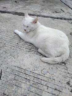 路边休憩的白色猫咪