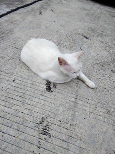 躺卧的白色猫咪