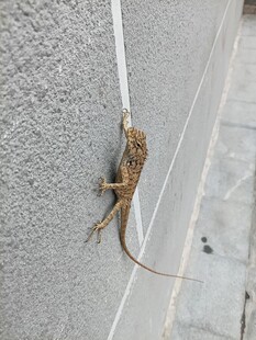 墙上的蜥蜴