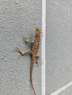 墙上的棕色蜥蜴