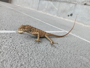 路面上的小蜥蜴