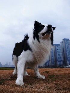 黑白边牧于城市野外站立