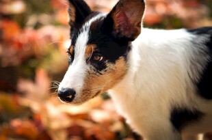 秋日里的可爱三色小猎犬
