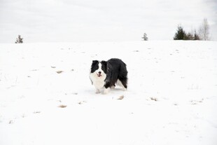 雪地中的黑白狗狗