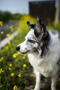 田园边的牧羊犬