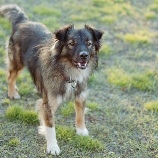 草地中的可爱混种犬