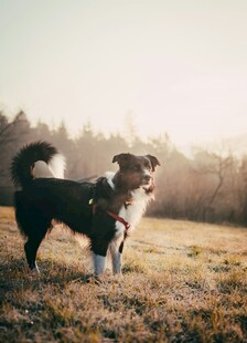 阳光下的田园牧羊犬