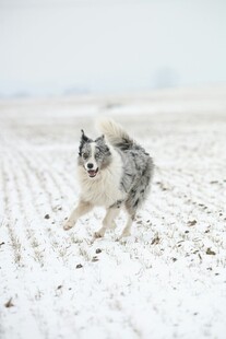 雪地中奔跑的边牧犬