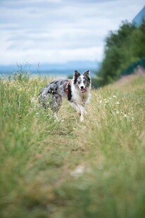 草地奔跑的可爱边牧犬