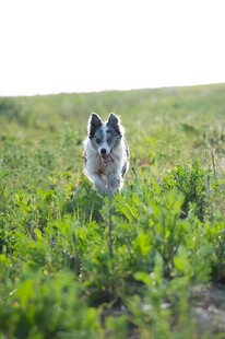 草地奔跑的萌犬