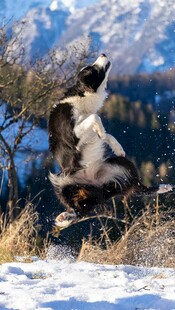 雪地中跃起的健壮猛犬