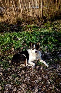 黑白犬休憩于绿植旁