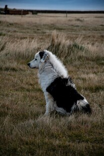 黑白犬坐于广袤草地