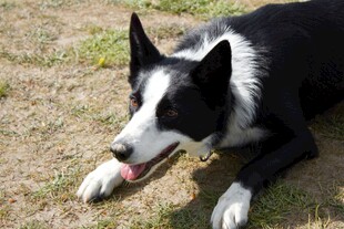 趴着的边牧犬
