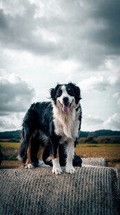 边境牧羊犬站立于户外