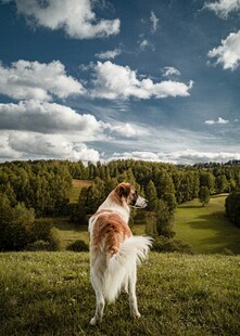 田园中俏立的长毛宠物犬