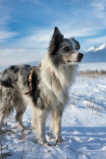 雪地中的帅气边境牧羊犬
