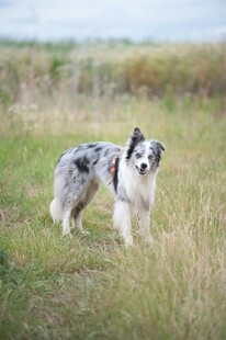 草地中的澳洲牧羊犬