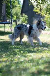草地漫步的可爱边牧犬