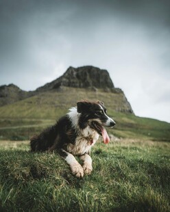 草原上休憩的边境牧羊犬