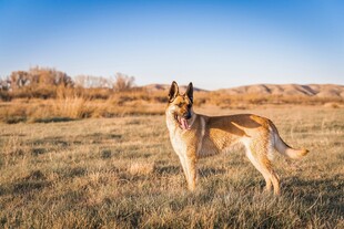 草原上的帅气猎犬