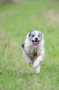 奔跑的喜乐蒂牧羊犬