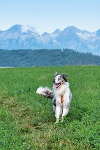 草原上欢快奔跑的牧羊犬