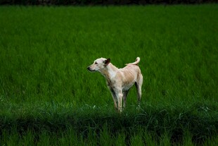 绿野中的白色小羊