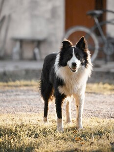 户外站立的黑白边牧犬