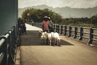 桥上赶羊的乡村生活场景