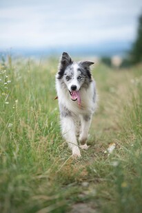 草地奔跑的可爱边境牧羊犬