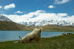 湖畔羊驼与雪山美景