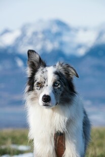 雪地中的帅气边境牧羊犬