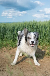 田野中的喜乐边牧犬