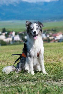 草地边的可爱边牧犬