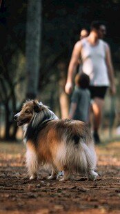 公园中漫步的可爱长毛犬