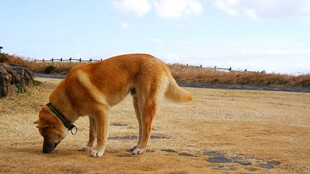 田野中低头嗅闻的金毛犬