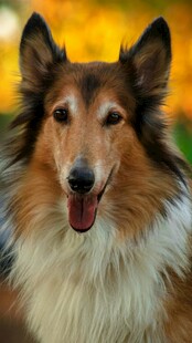 可爱长毛牧羊犬咧嘴笑