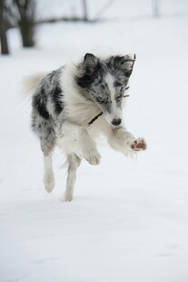 雪地中奔跑的活力狗狗