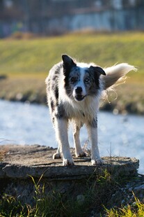 水边站立的帅气边境牧羊犬