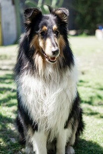 坐于草地的长毛牧羊犬