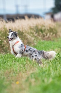 草地中可爱的斑点边牧犬