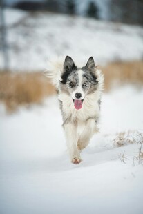 雪地中奔跑的活力牧羊犬